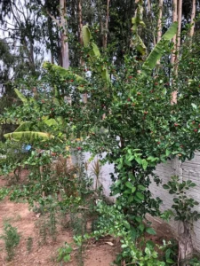 Terreno à venda em Jardim Nova Suíça, Piracicaba