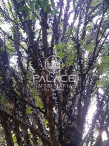 Terreno à venda em Colinas do Piracicaba (Ártemis), Piracicaba