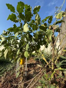 Terreno à venda no Residencial Reserva Jardins em Piracicaba