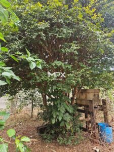 Terreno à venda no bairro Nossa Senhora Aparecida em Piracicaba