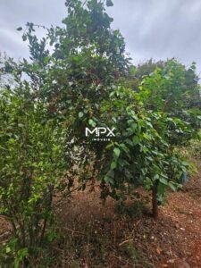 Terreno à venda em Piracicaba, Vila Nossa Senhora Aparecida, com 250 m²