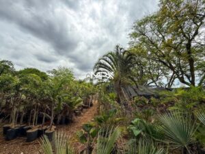 Terreno à venda no bairro Santa Rita em Piracicaba
