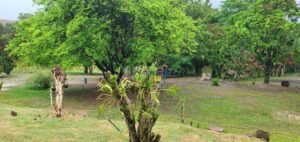 Sítio à venda em Agua Bonita, Piracicaba